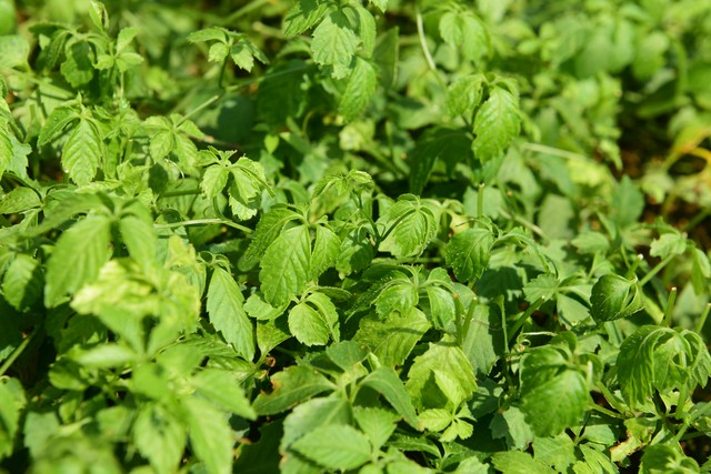 藤蔓植物绞股蓝