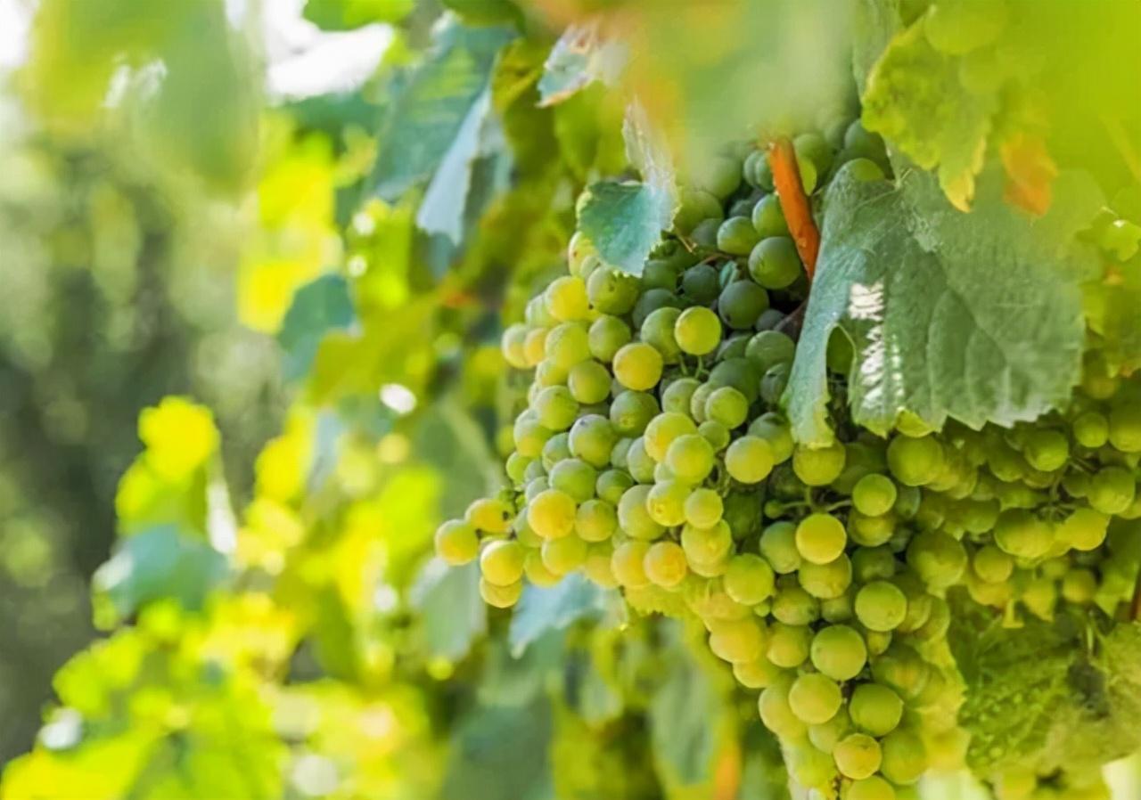 1959年邱行湘特赦后进入鞋厂工作对独子唯一要求活着就行