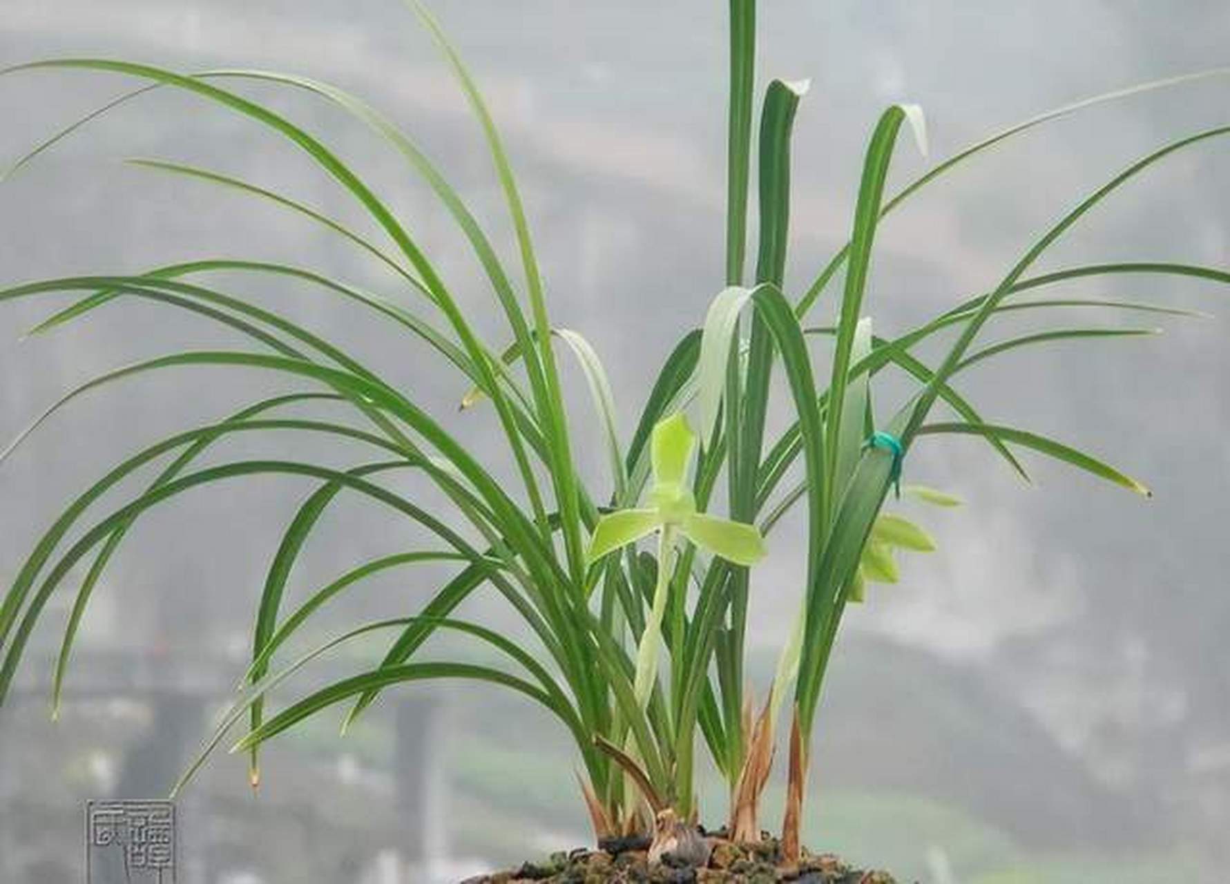 老月佩是一种春兰,历史悠久,1902年由浙江湖州兰农发现.