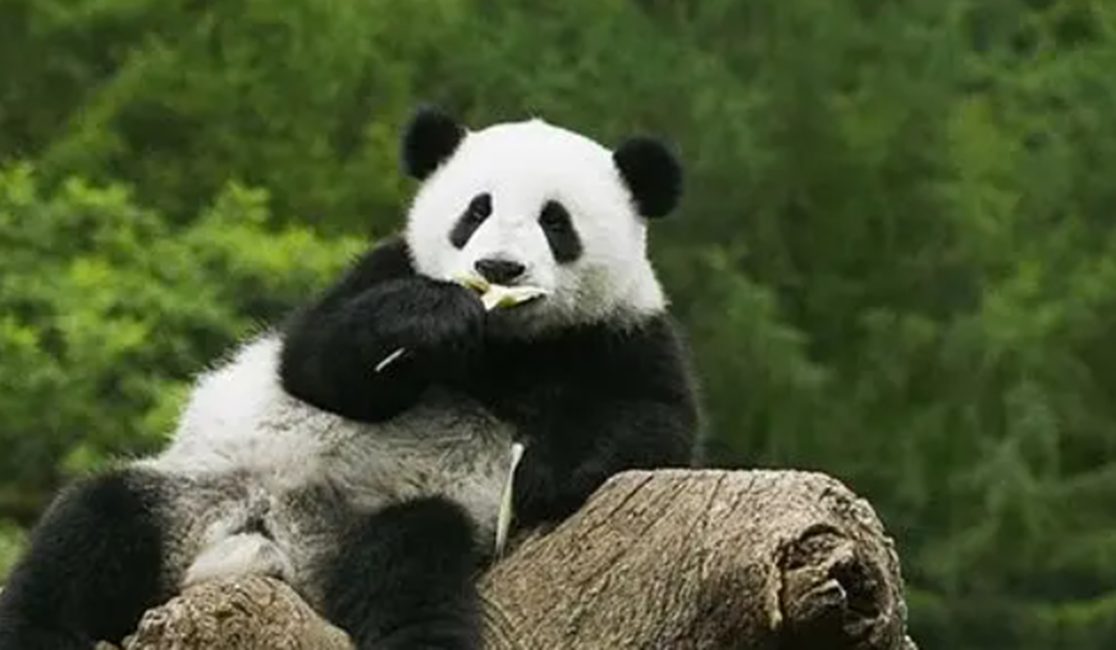 2014年云南农民的羊被咬死两兄弟怒杀野生大熊猫下场如何