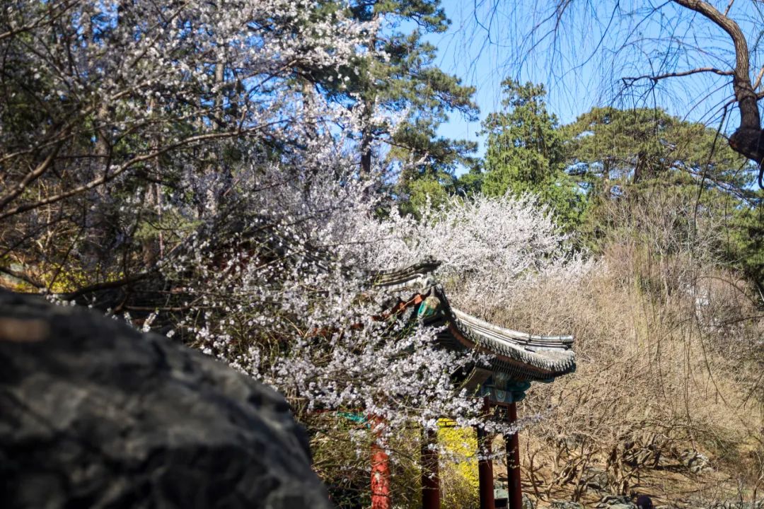 香山公园春天图片