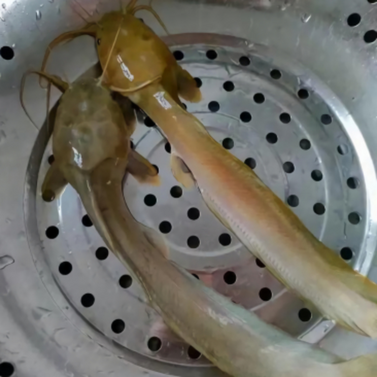 滑溜溜的,有点像蛇,进化这么快,感觉很聪明的样子#搞笑