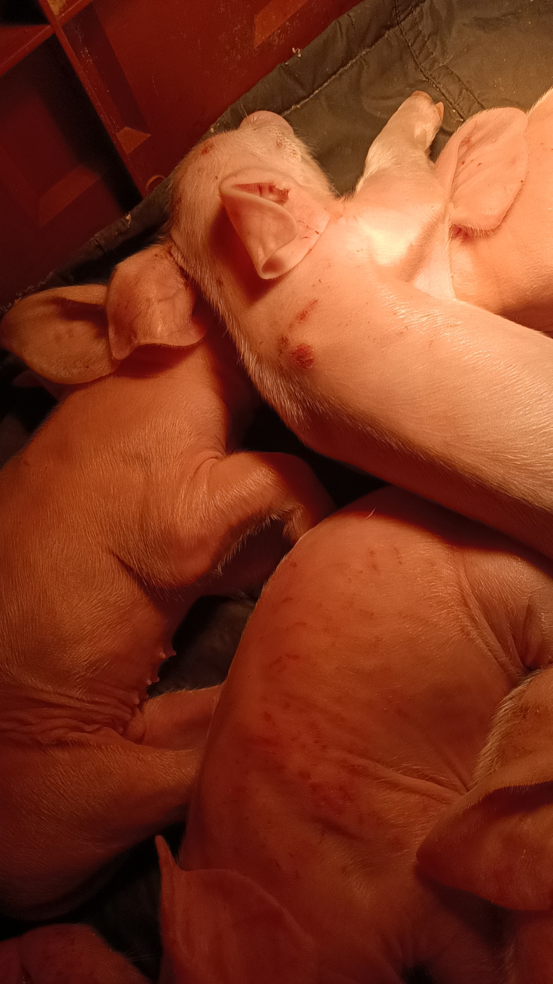 出生三天的仔猪嘴巴有溃烂,身上还有很多小红点,这是仔猪相互咬架造成