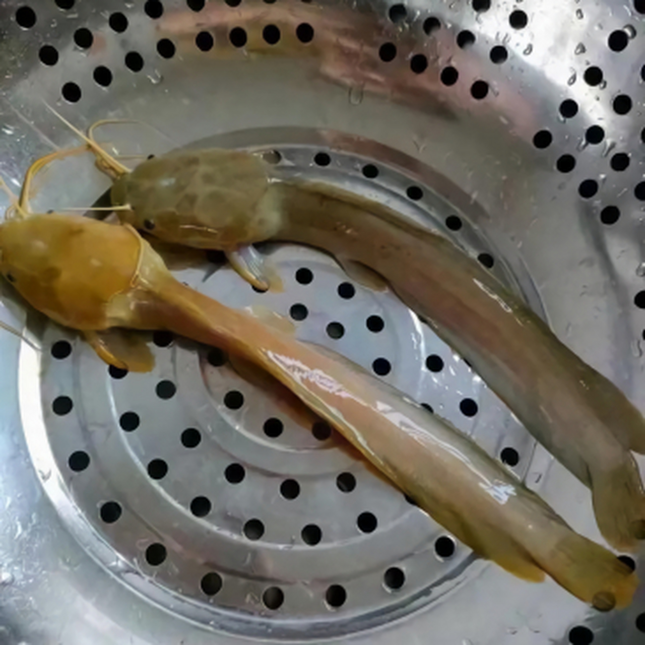 滑溜溜的,有点像蛇,进化这么快,感觉很聪明的样子#搞笑