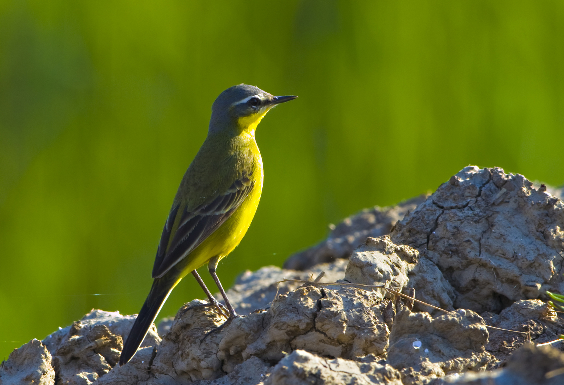 【最美辽宁】魅力盘锦:鸟类图片展#新时代六地辽宁杠杠滴# #振兴新