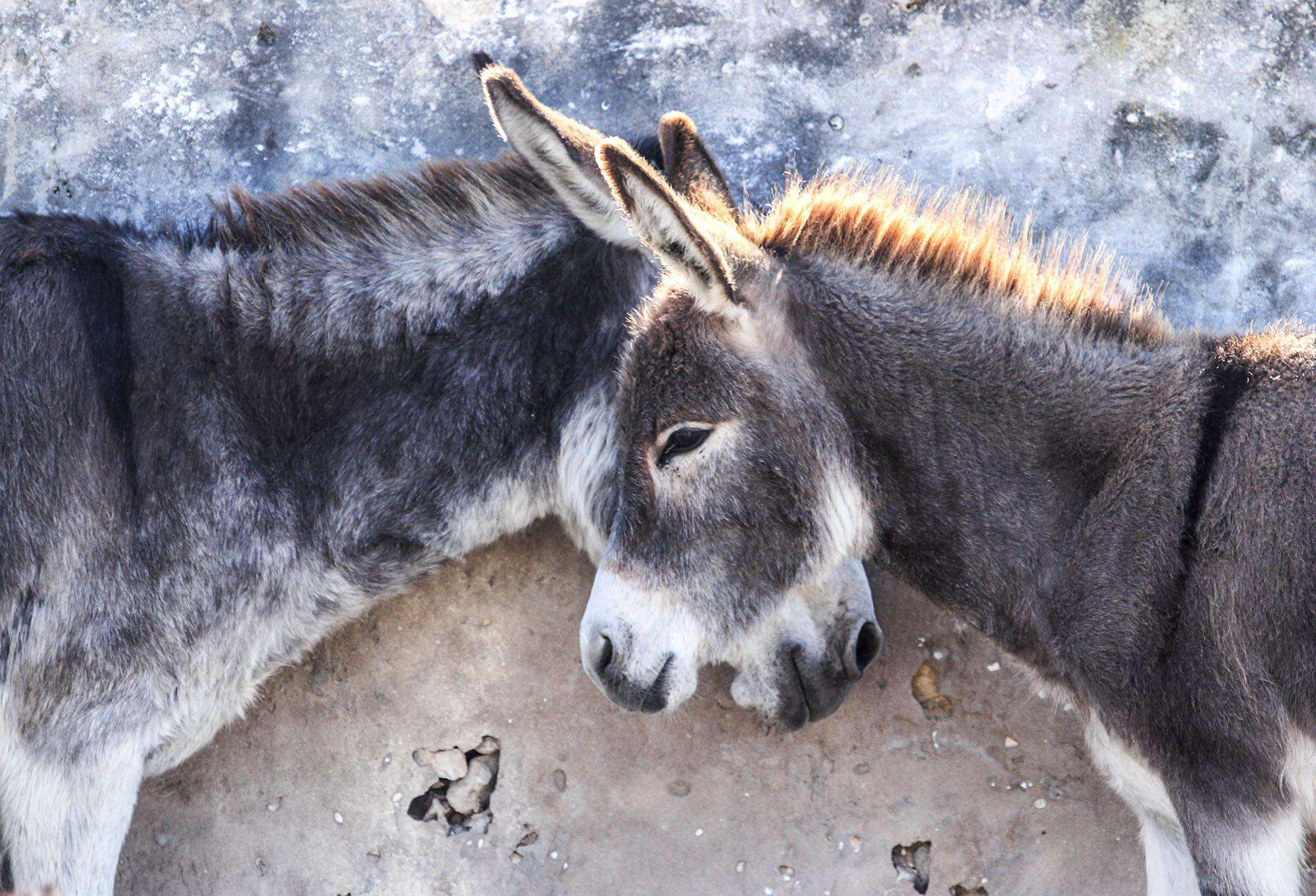 摄影师注:一天早晨,我在散步时看到远处有两头驴子,它们交叠的样子