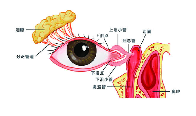 睑穹窿部是哪图解图片