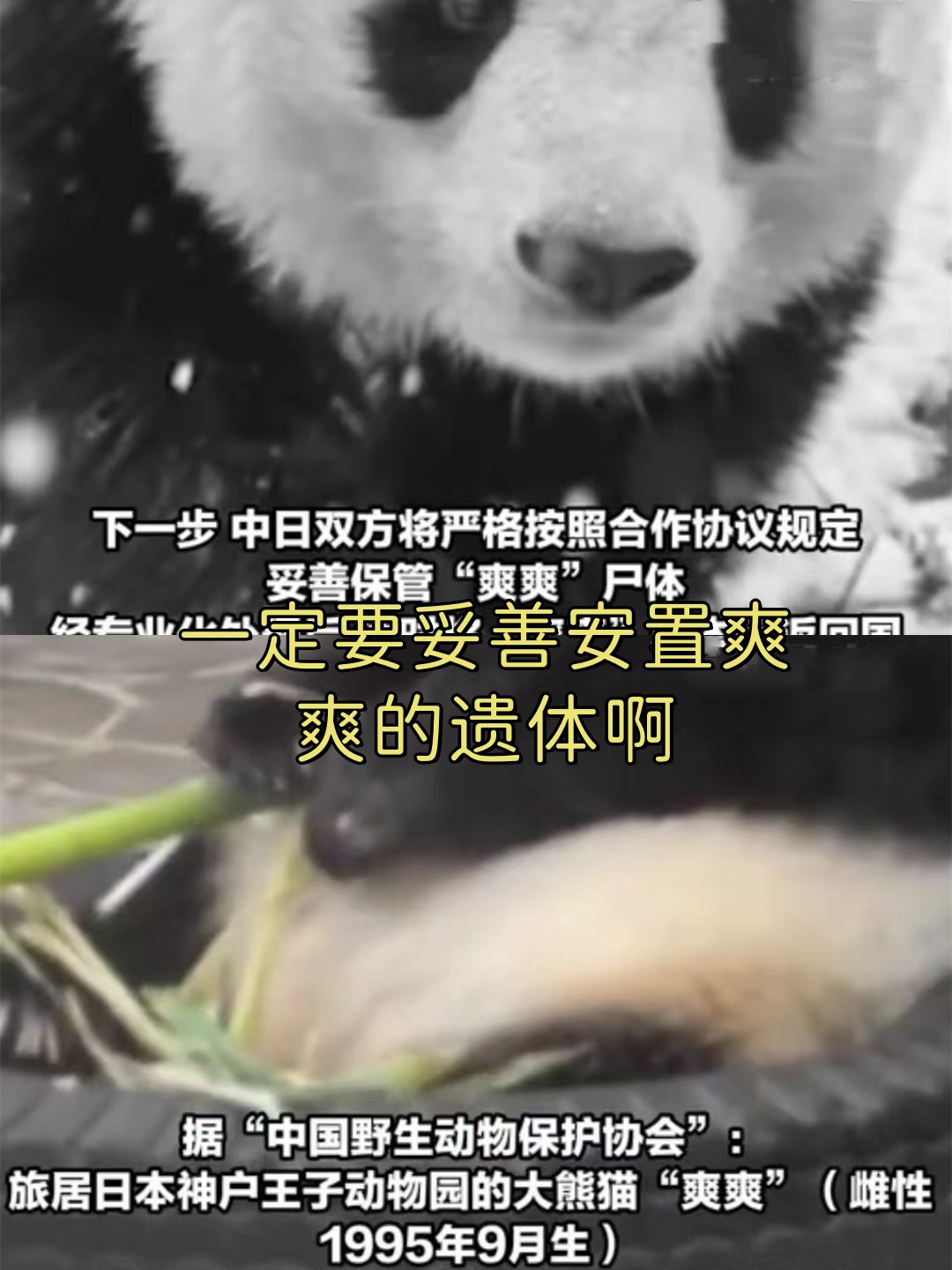 东京上野动物园的大熊猫"爽爽"因年老体衰,于当地时间21日凌晨去世