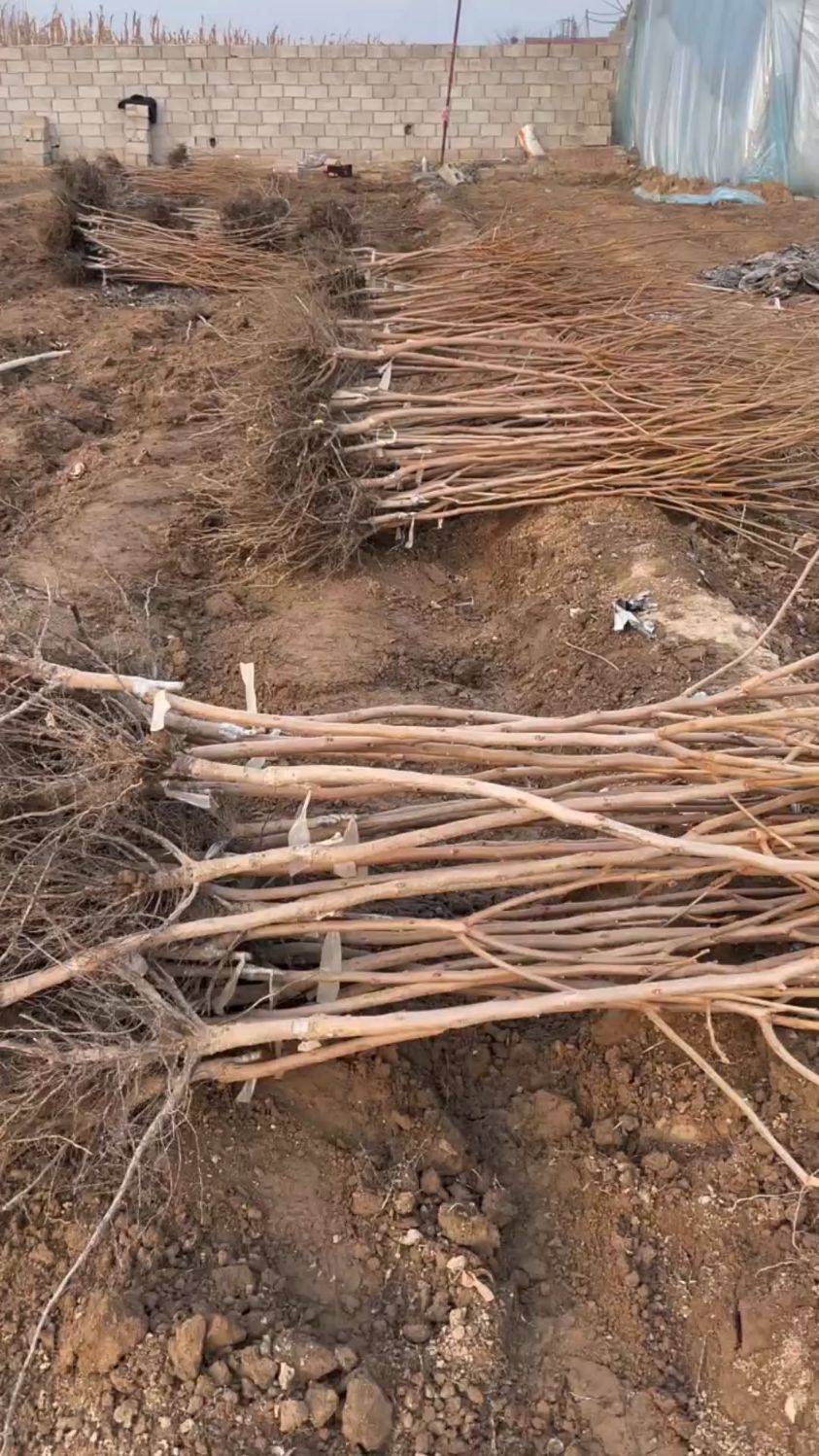 嫁接阳丰甜柿子树苗,南北方均可种植