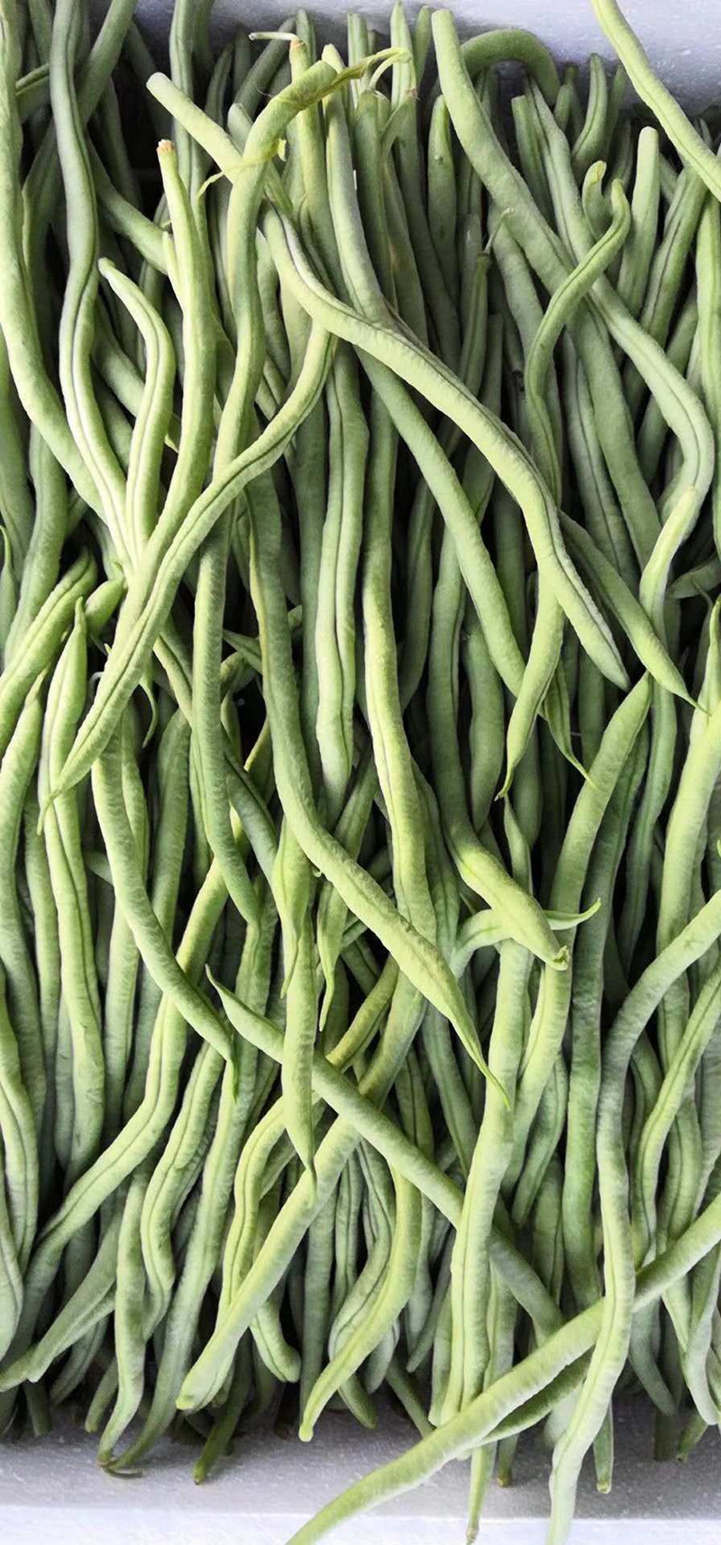 无丝豆怎么做更好吃,烹饪方法多种多样,享受无限的美味