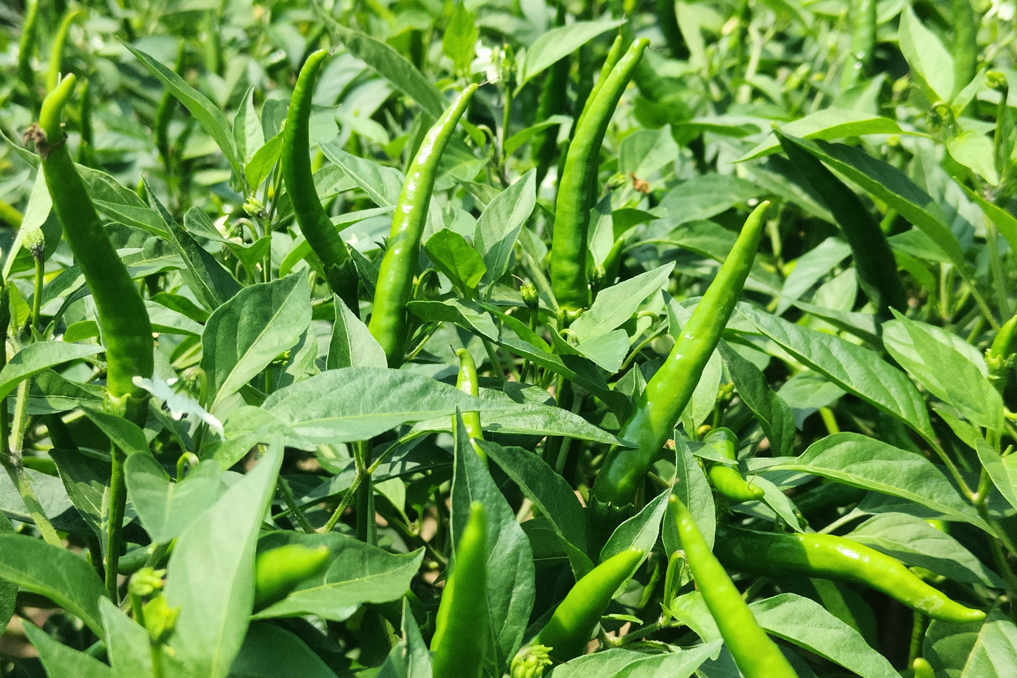 小米椒是香辣可口的蔬菜,种.@袁老师农技服务的动态