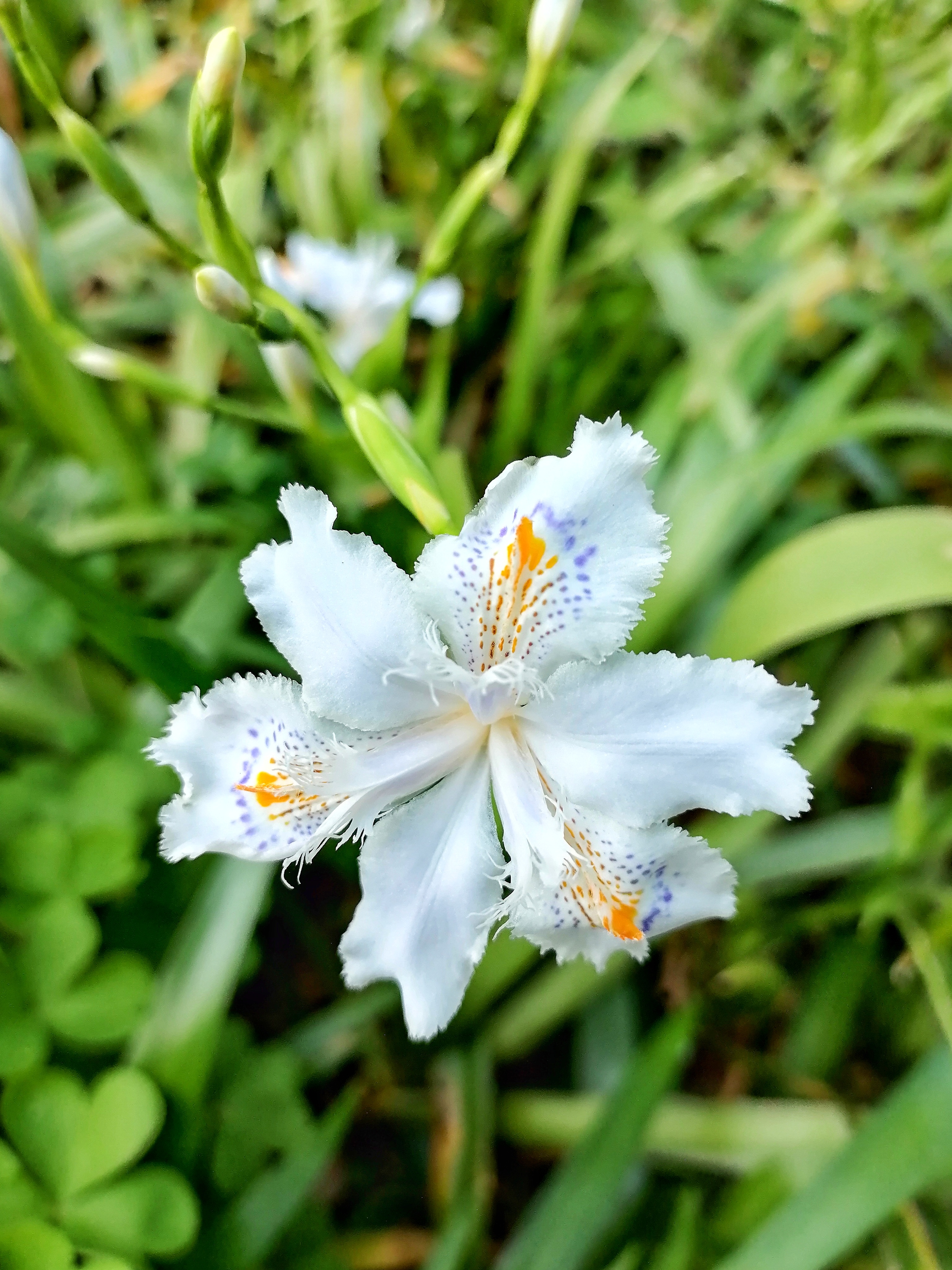 清雅唯美的白花鸢尾花