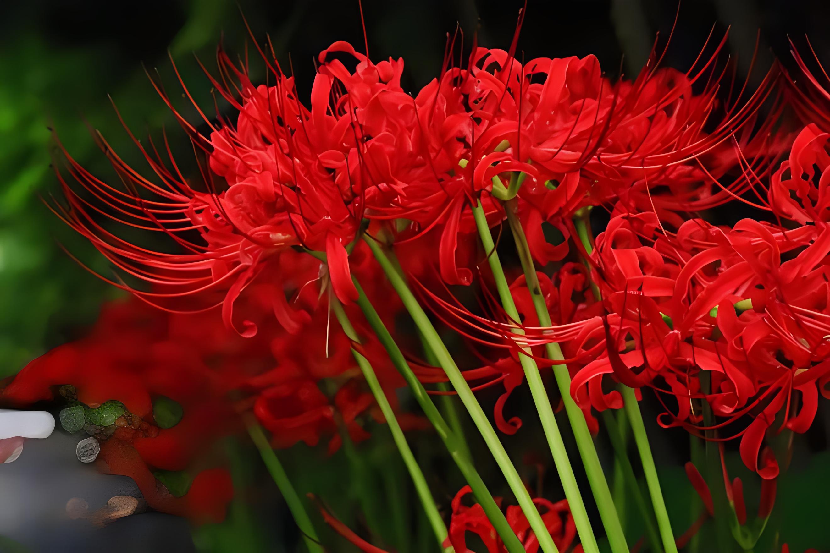 金灯花可以养家里吗?金灯花有什么寓意,金灯花怎么养?