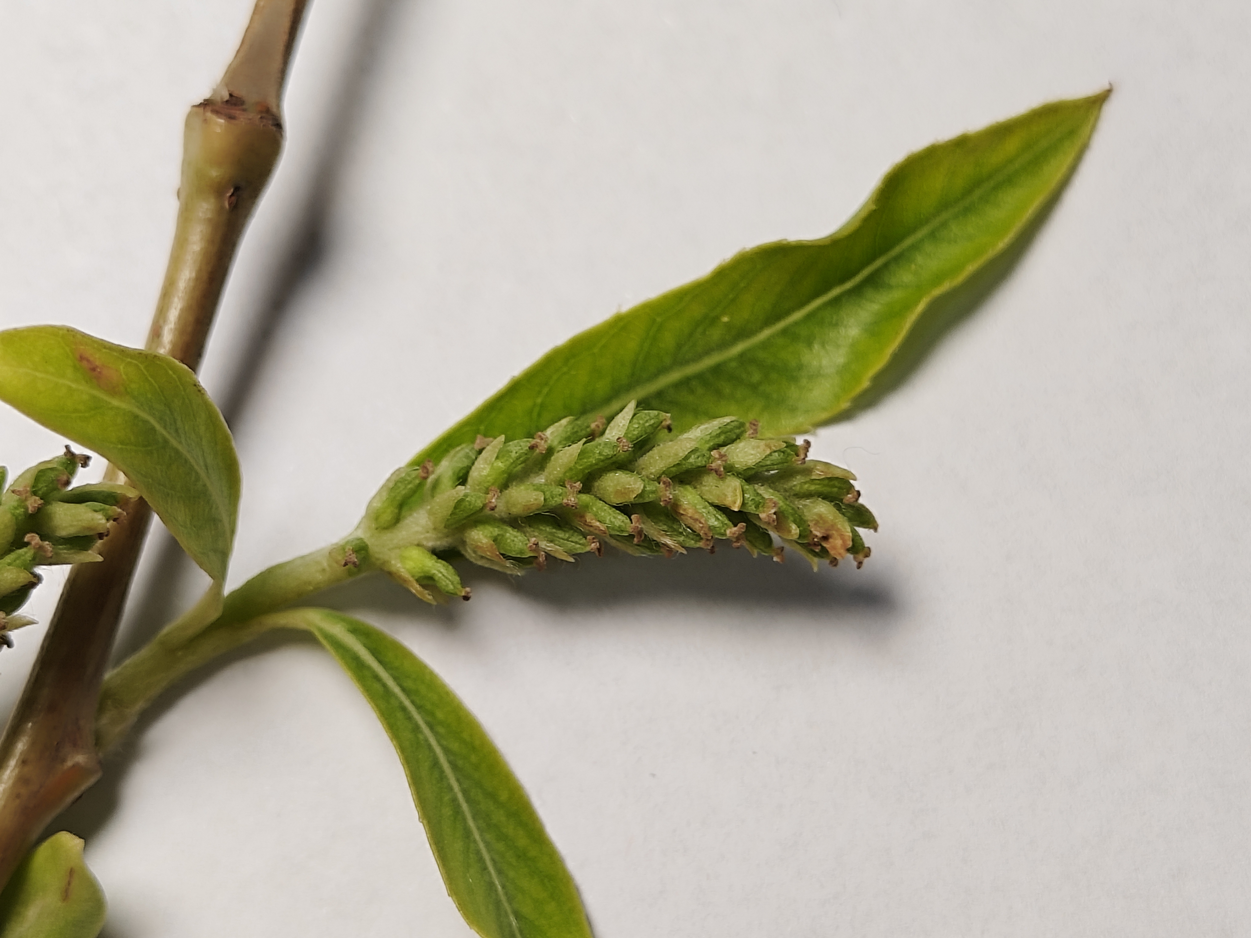 柳絮:我的漫天飞舞打扰了你的生活,还是你破坏了我生命的传播?