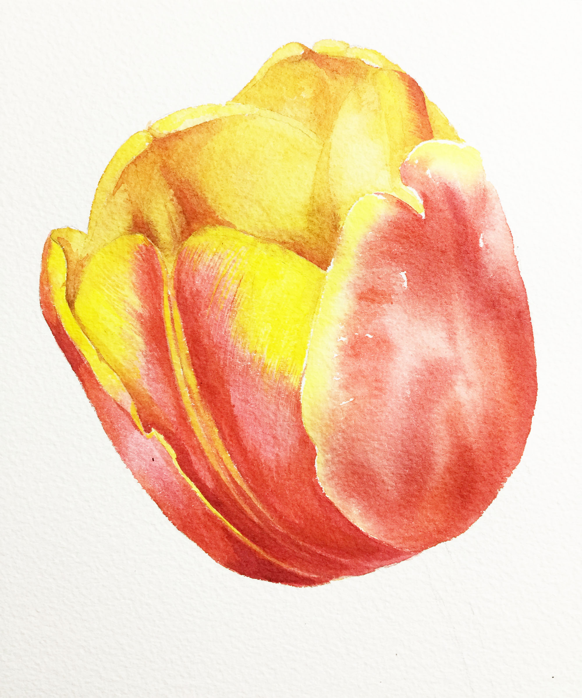 花卉是非常好的水彩入门作画题材,练习干湿结合技法简单易学