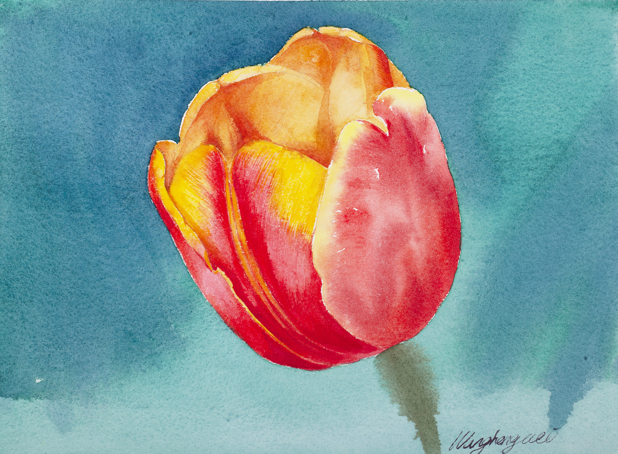 花卉是非常好的水彩入门作画题材,练习干湿结合技法简单易学