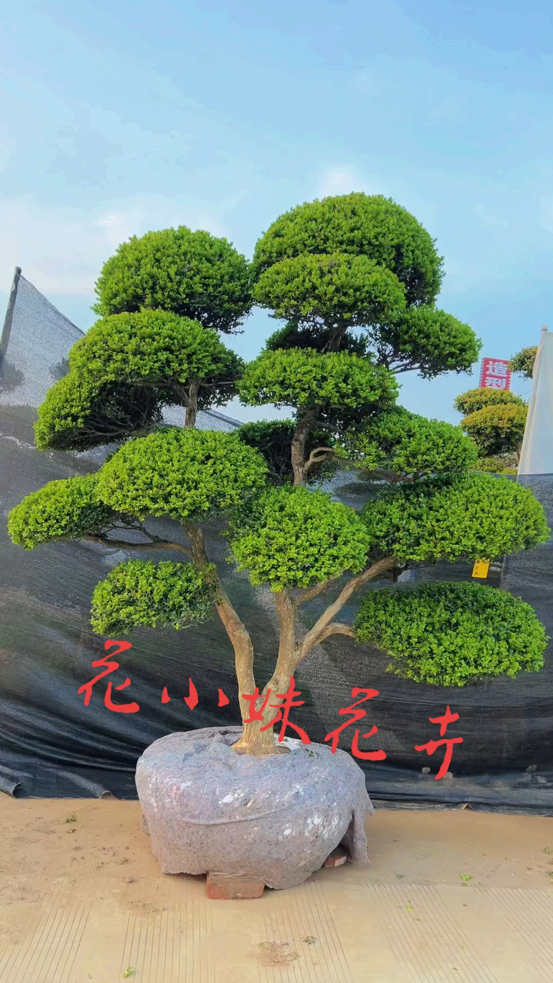 精品瓜子黄杨造型树黄杨入户发家致富四季常青不落叶