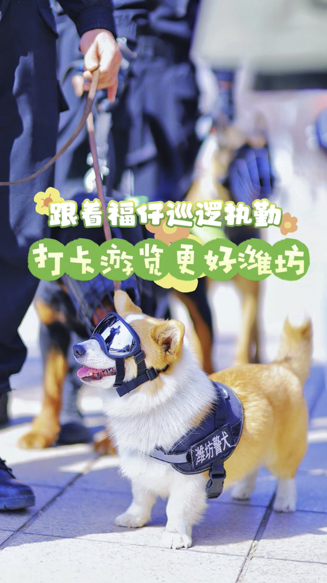 先码后看!跟着福仔巡逻执勤,打卡游览更好潍坊!
