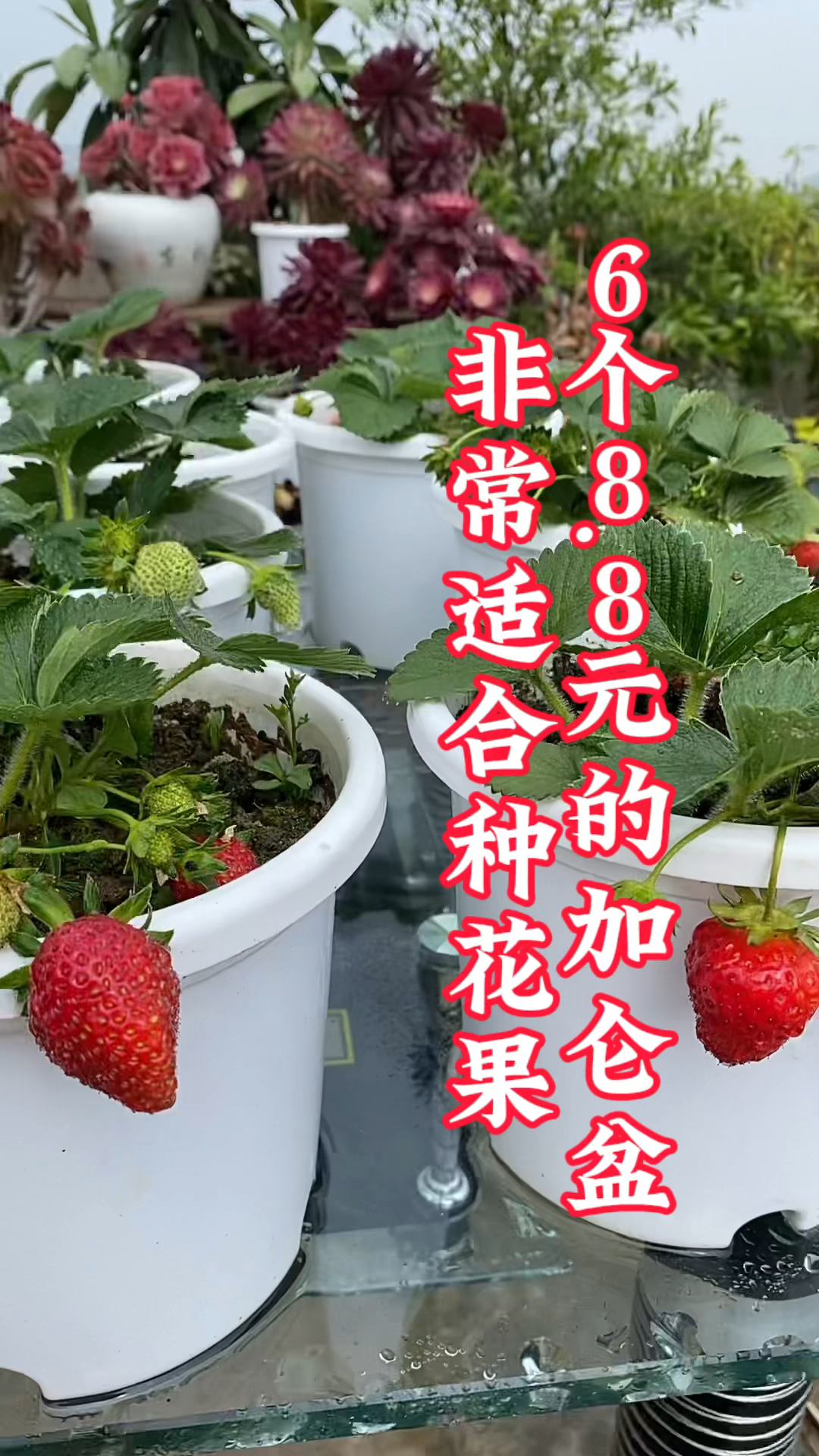 8元的加仑盆,口径17,高度14.6,非常适合种花,果!