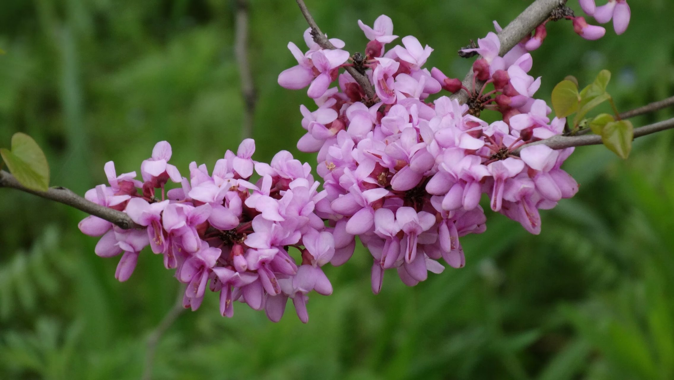 紫荆 豆科紫荆属,落叶乔木或灌木,原产中国.