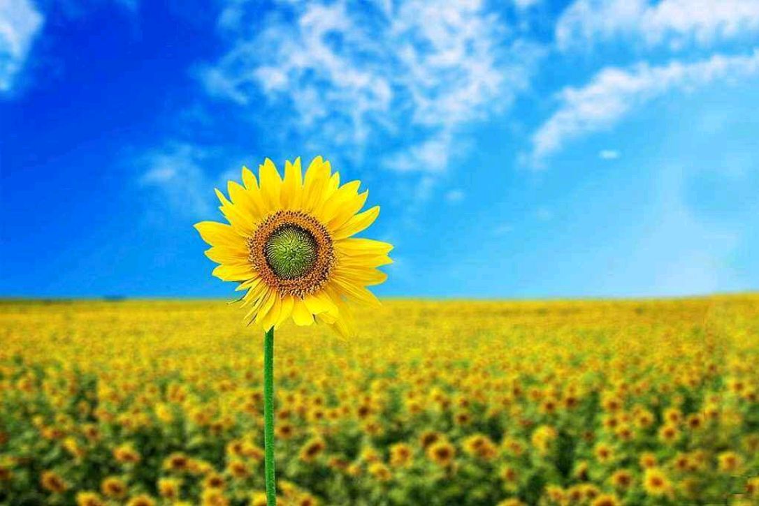 《心向阳光》文/一米阳光