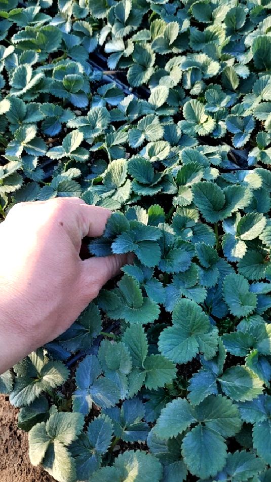 一个白色草莓品种,天使八号草莓苗