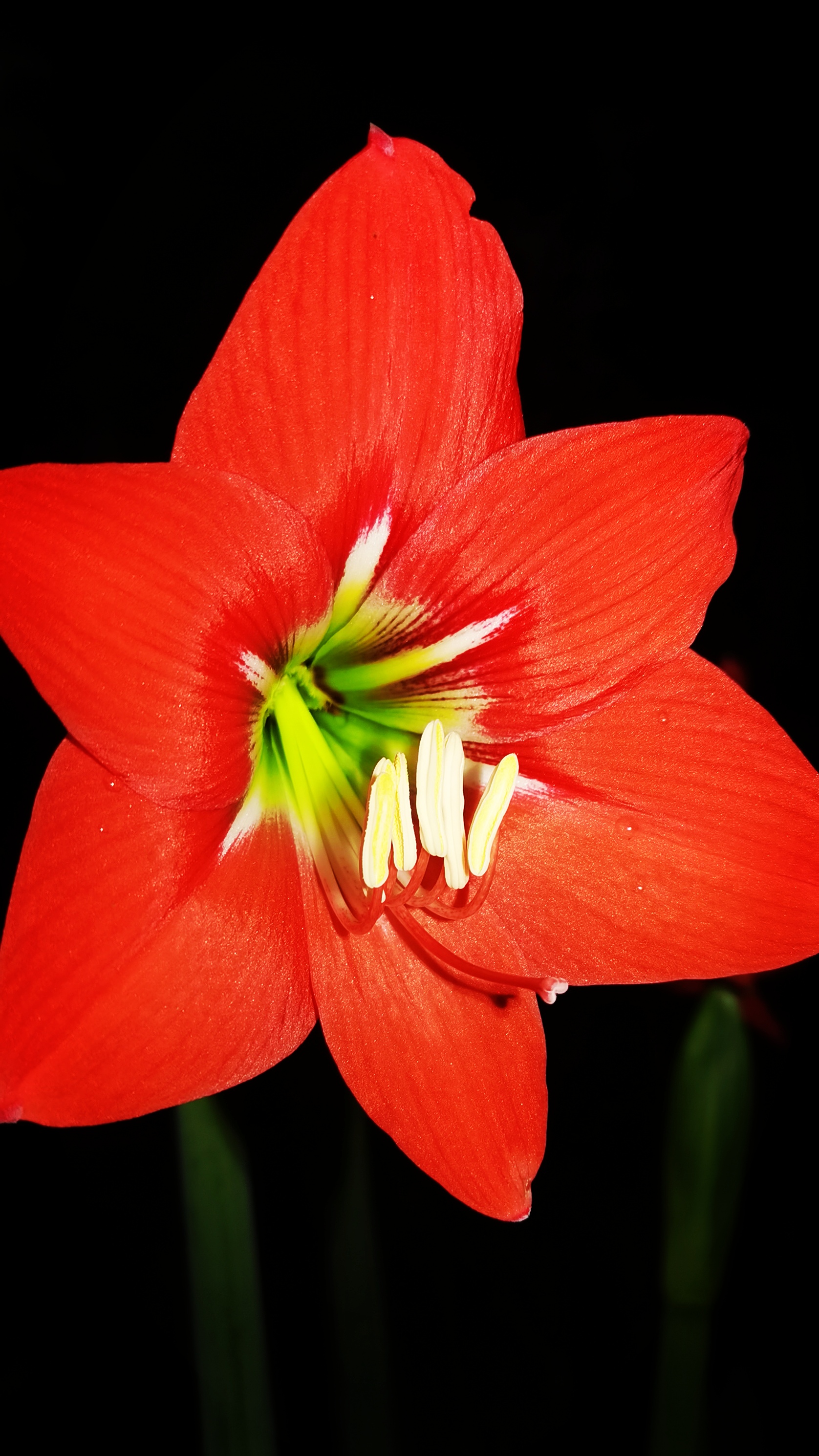 朱顶红是一种非常美丽的开花植物,其花朵大而鲜艳,颜色丰富,很适合