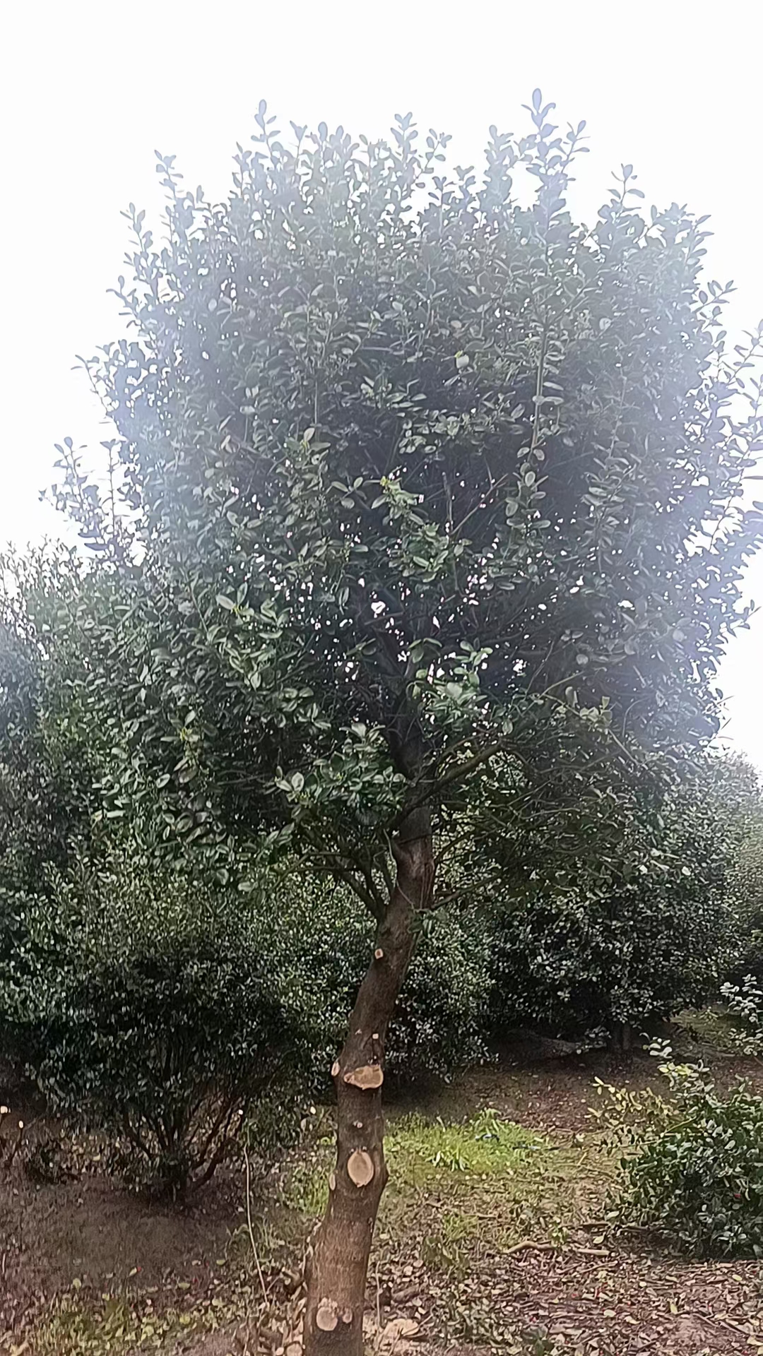 无刺构骨树具有防风固沙的能力,能在沙漠化地区起到防护作用