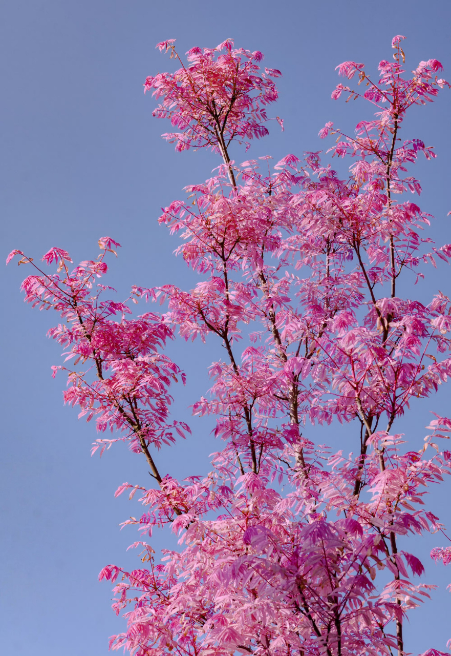 香椿开花图片欣赏图片