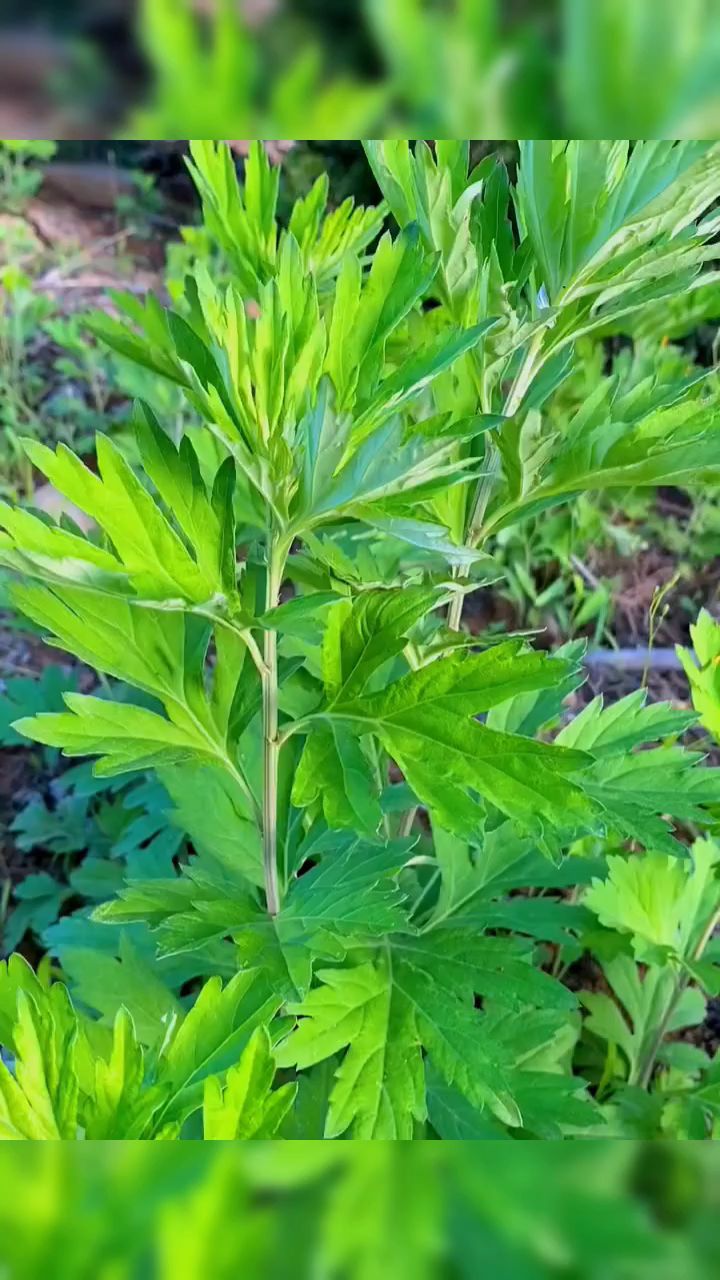 艾草养鸡