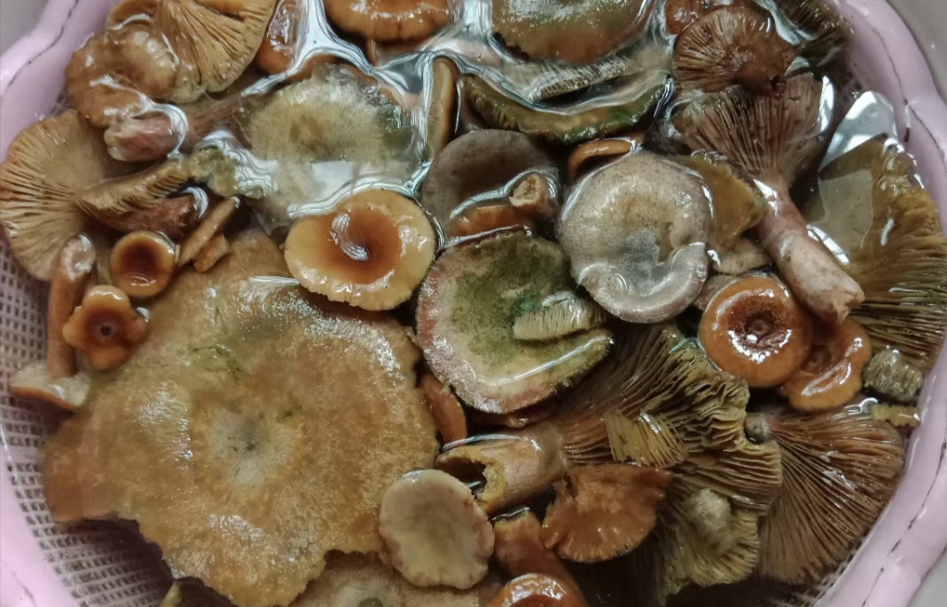 邵阳山里这种灰蘑菇,可遇不可求,吃过的可以吹牛