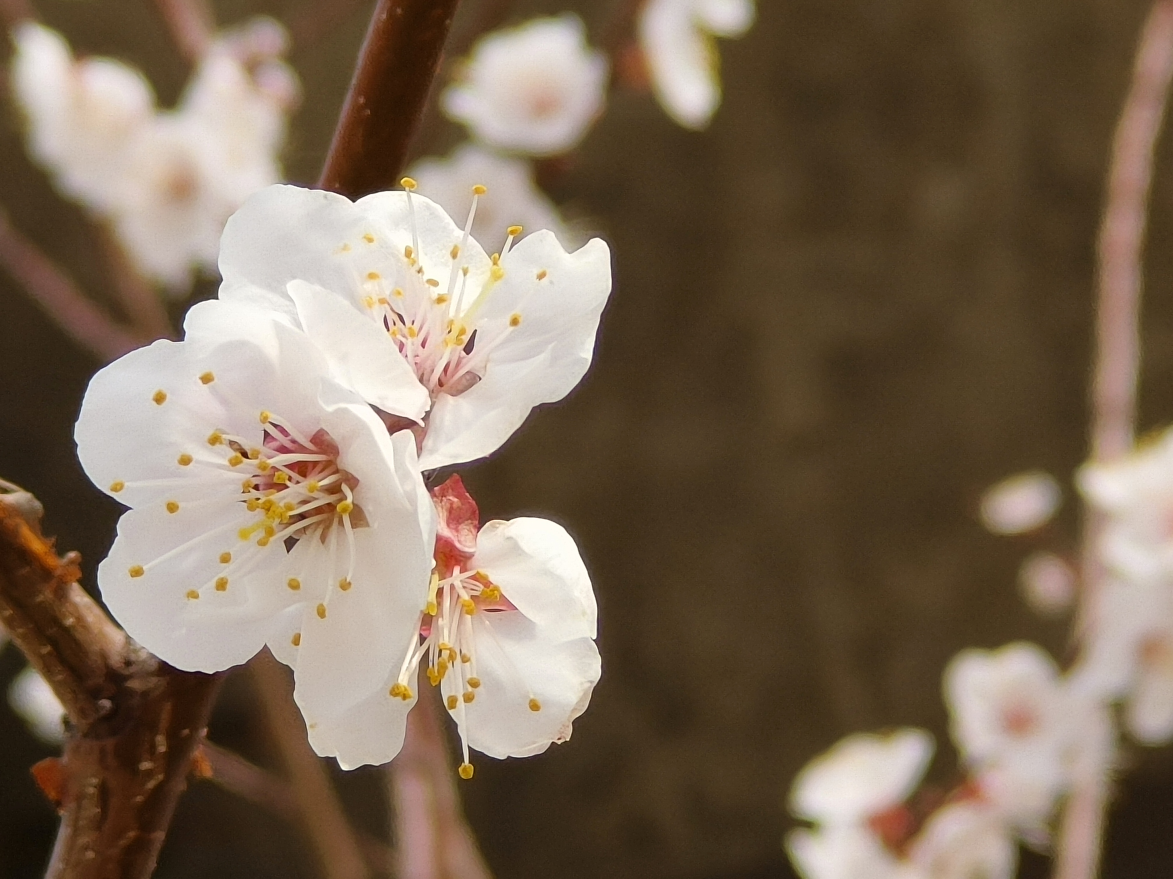 桃花红菜花黄图片