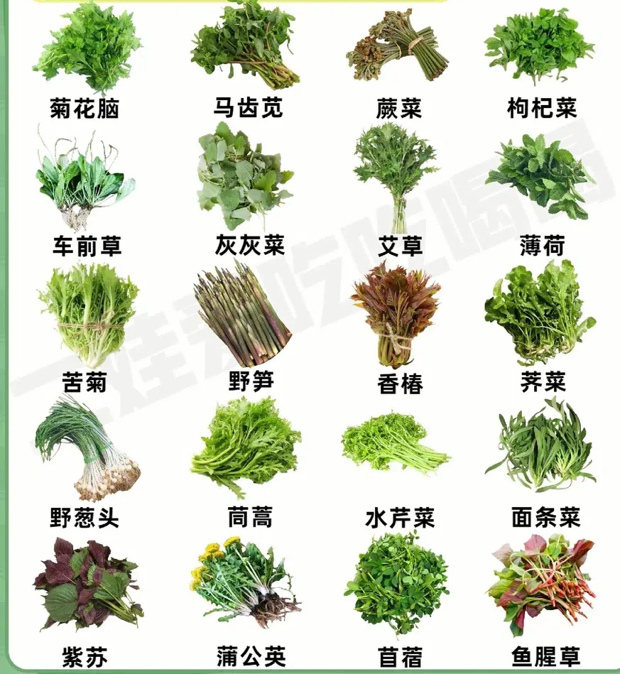 常见野菜分类