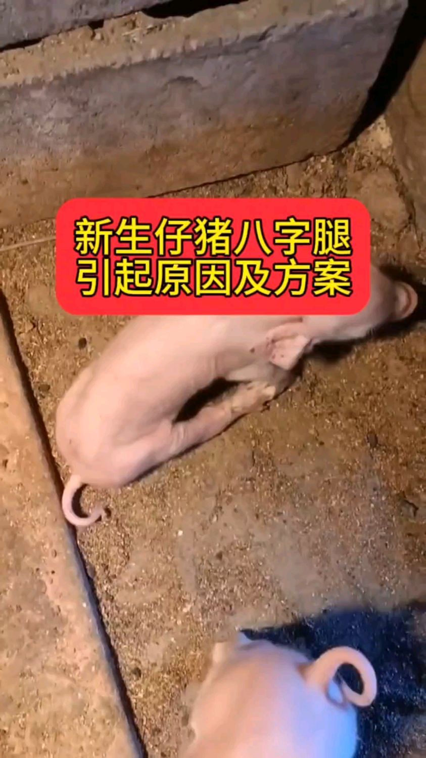 新生仔猪八字腿引起原因及方案