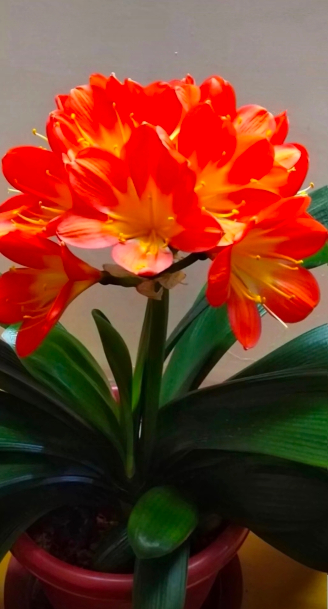 君子兰的花朵呈现出鲜艳的橘红色,散发着浓郁的香气,为家居增添了一份