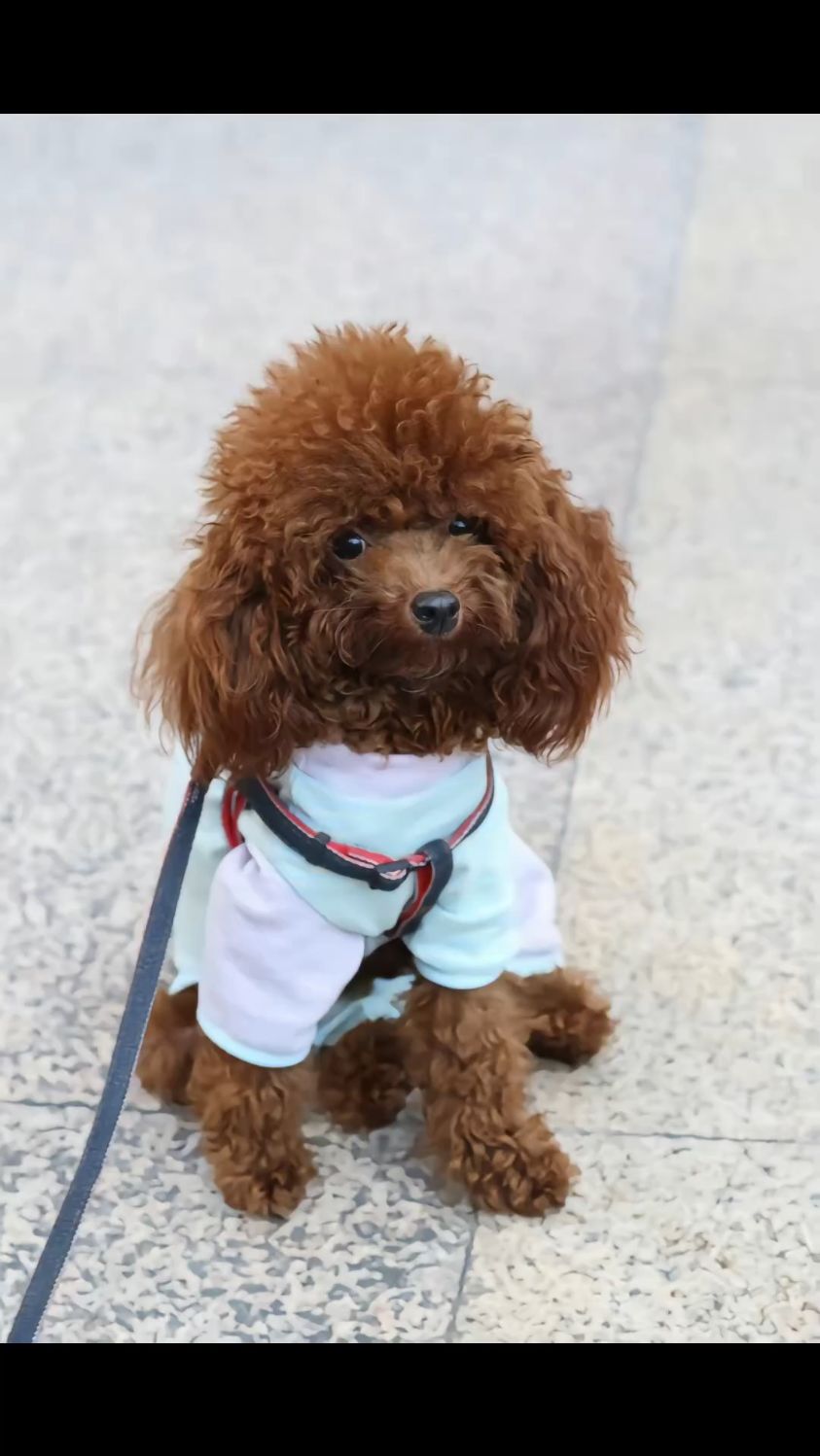 可爱的泰迪犬#上热门