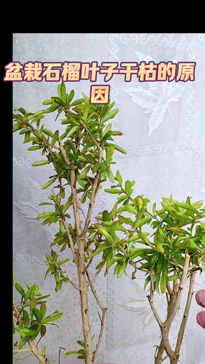 盆栽石榴叶子干枯是什么原因?看完终于明白了