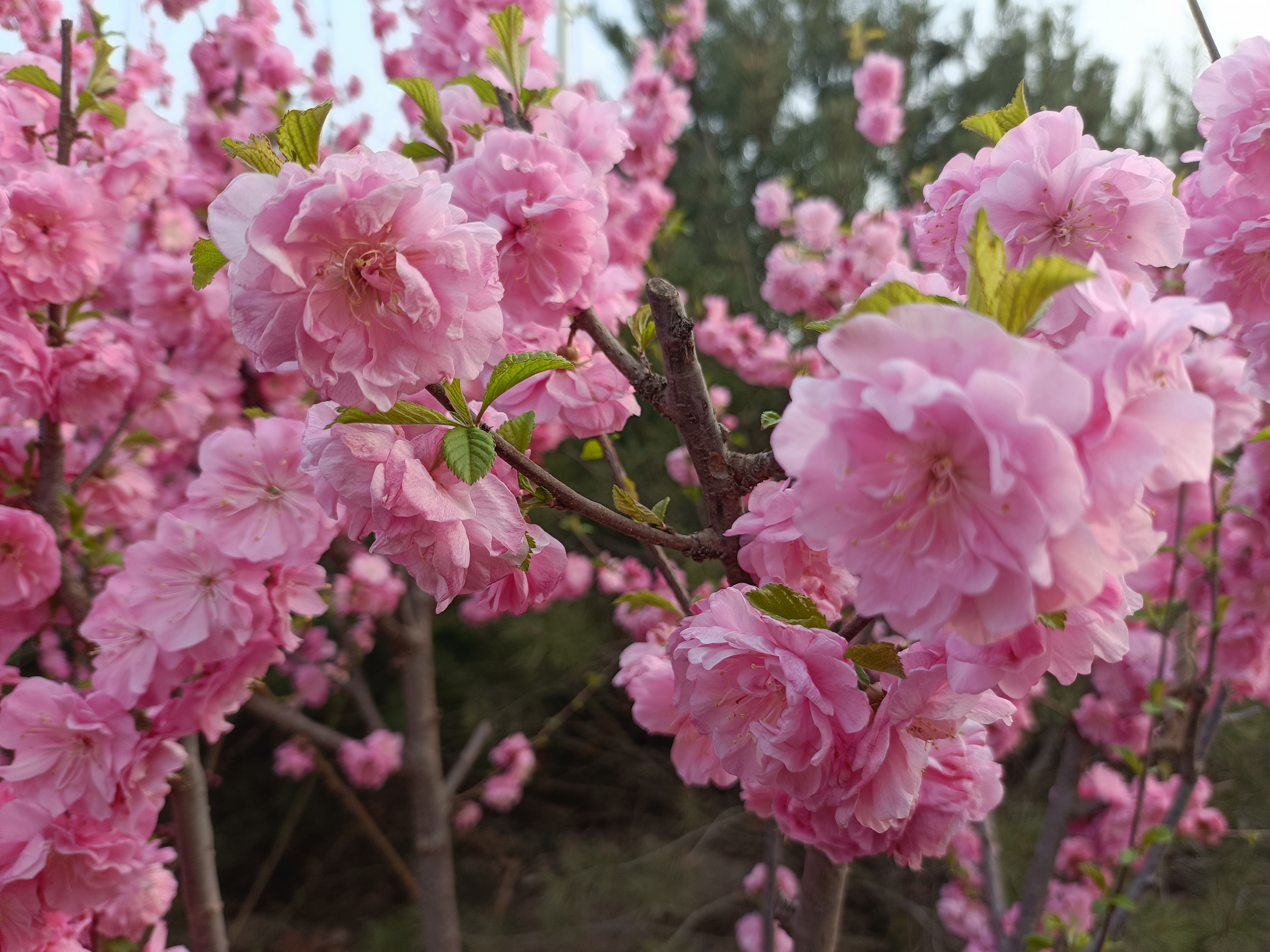 当梨花和海棠花含苞欲放的时候