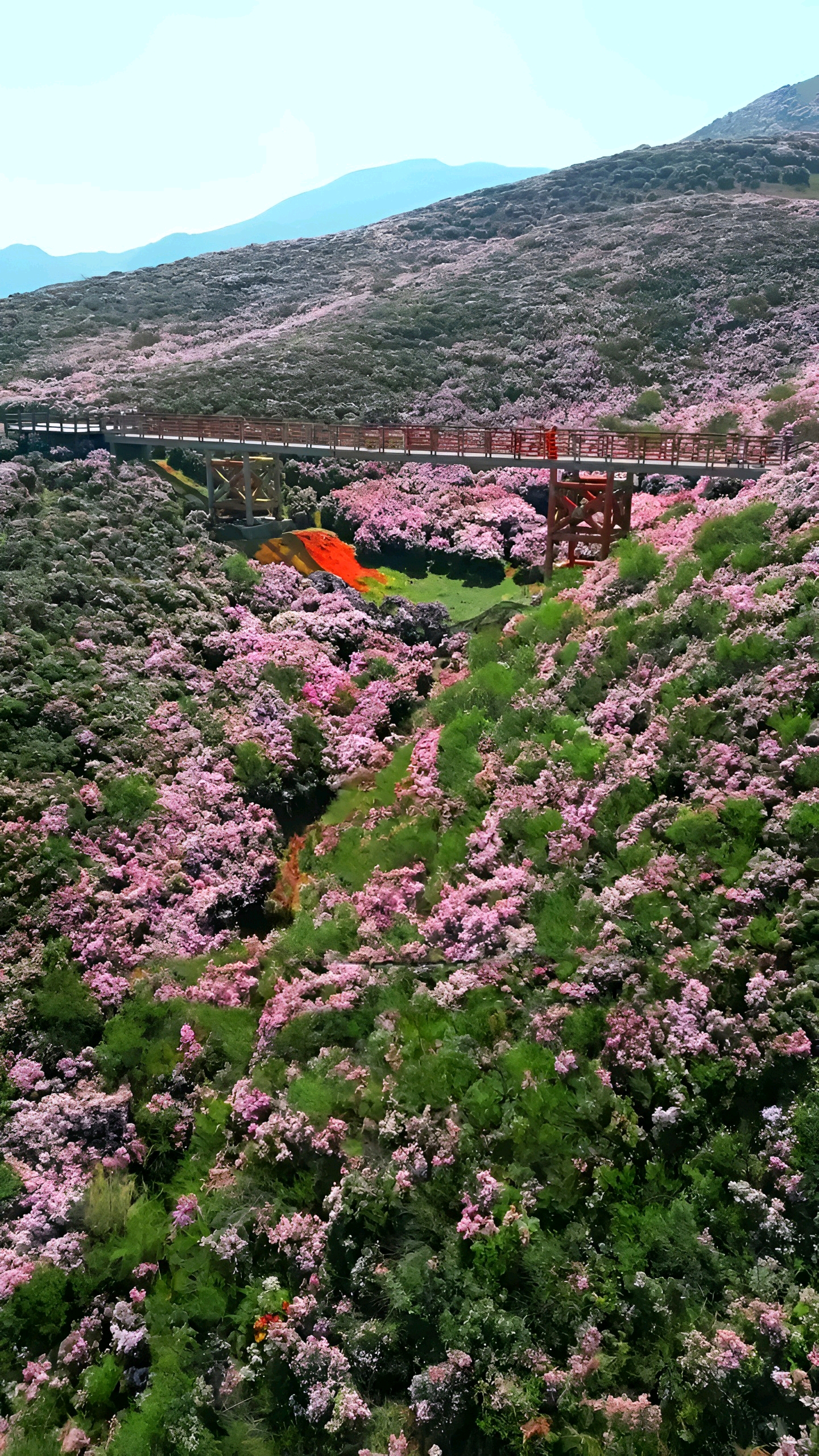 乌蒙大草原杜鹃图片