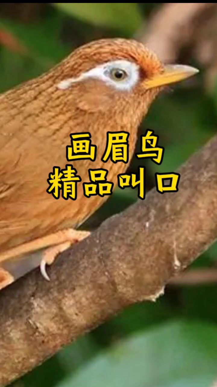 画眉鸟精品叫口,太好听了