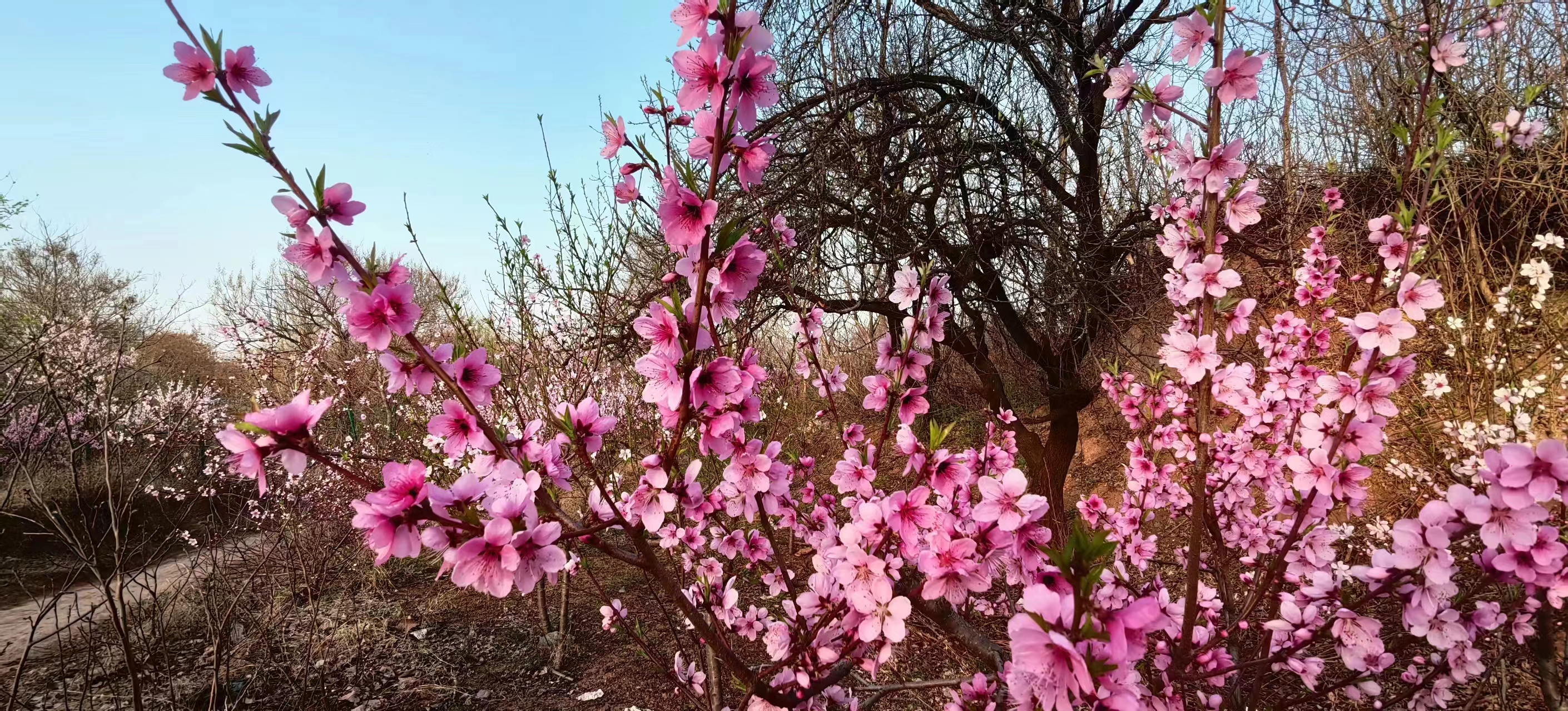 2024年高考倒计时66天苔花如米小也学牡丹开