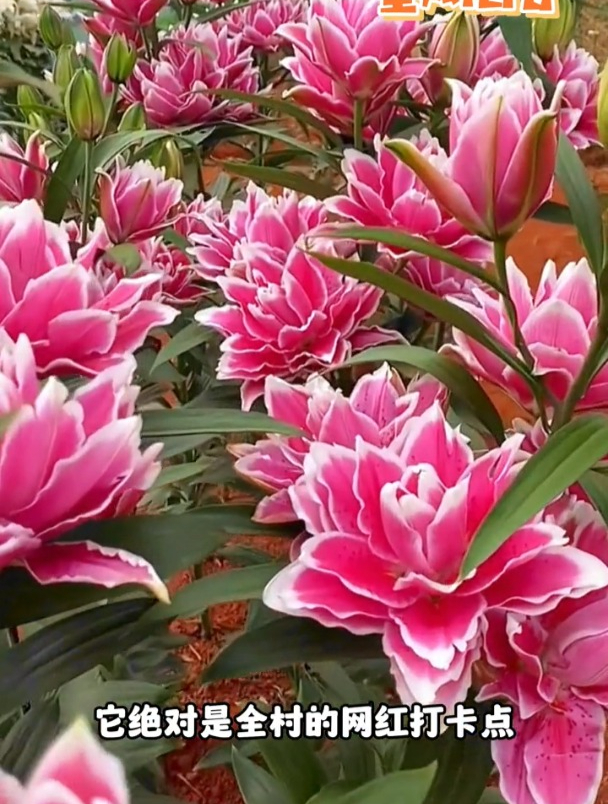 强香重瓣百合品种,花开一枝多头!