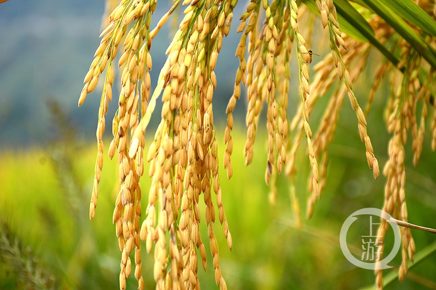 成熟的稻谷也总是低垂着饱满的稻穗