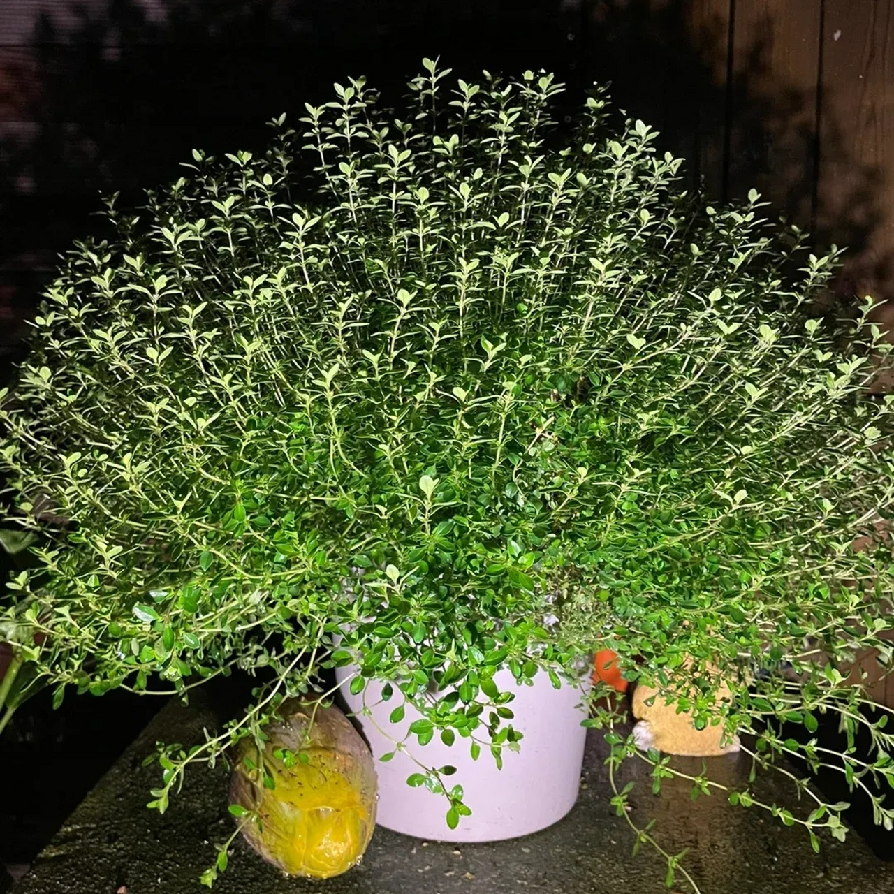 这9种香草植物,让你的家秒变清香小天地  1,金莲花:金莲花的花朵金黄