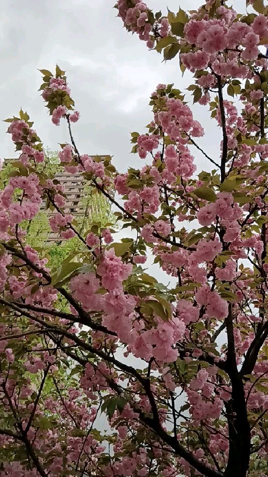 雨后樱花精美图片图片