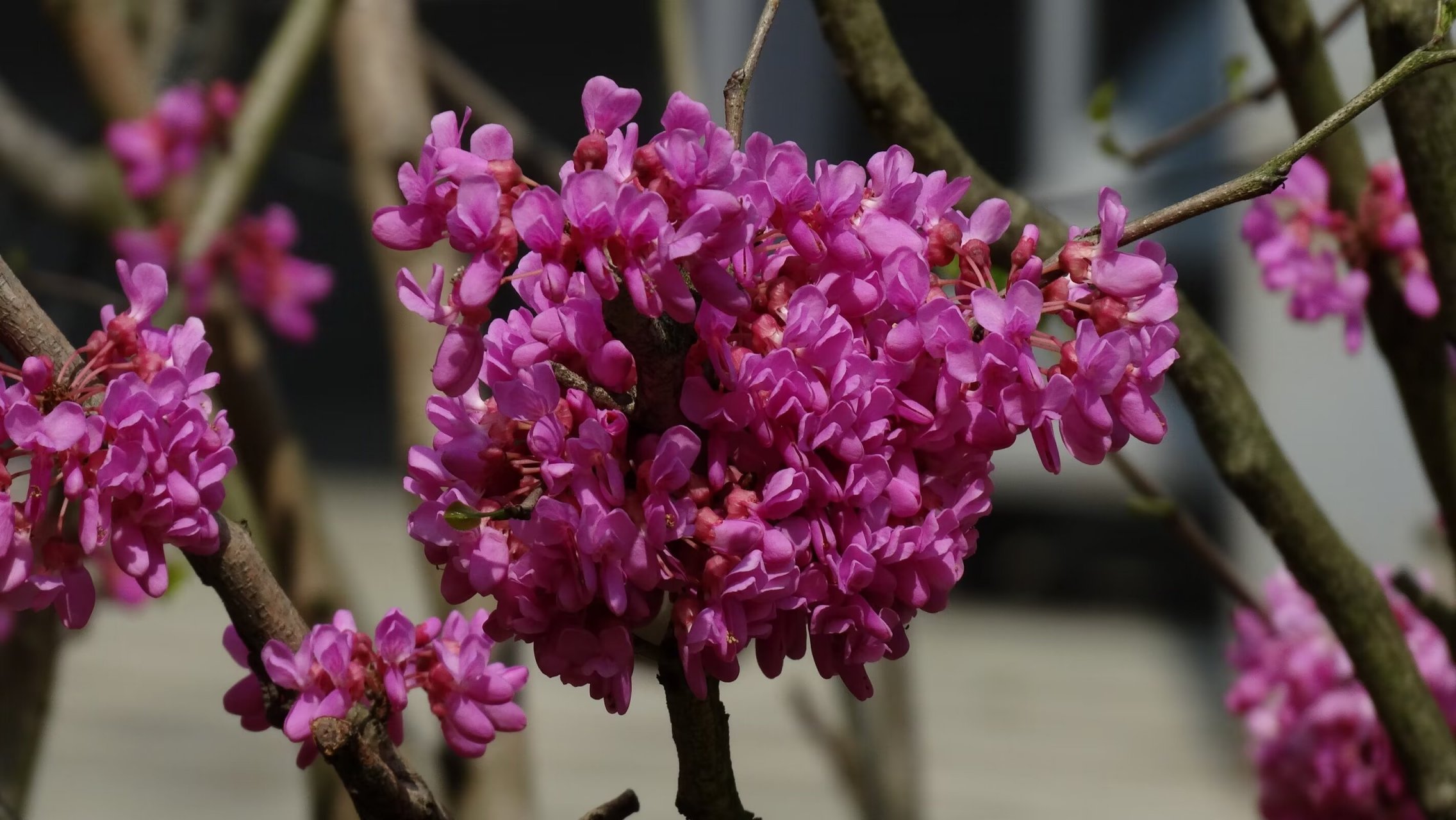 紫荆 豆科紫荆属,落叶乔木或灌木,原产中国.