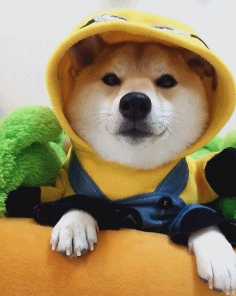 健康的狗狗鼻子应该是湿润,凉爽的,没有分泌物或者鼻涕.