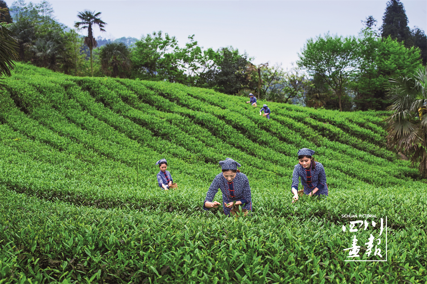 画卷天府百花迎春在春天的峨眉赏美景品佳茗