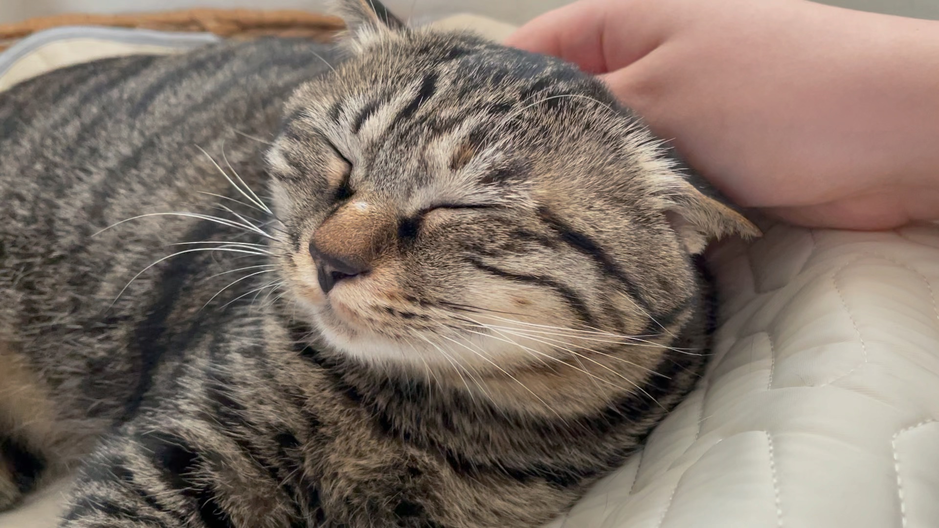 主人摸猫咪的头,在它心里,其实是这样想的!