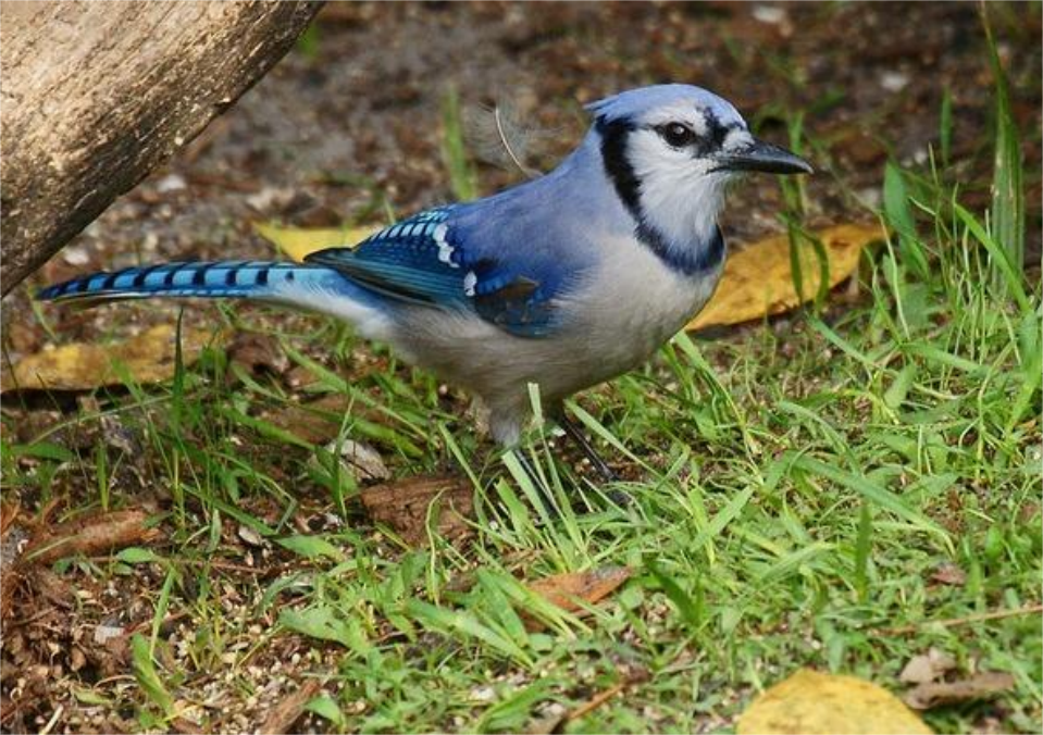 回顾神奇美国女子救下一只小鸟没想到小鸟竟治愈了她的癌症